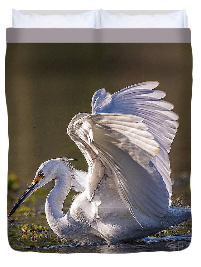 Nature Duvet Cover featuring the photograph Snowy Egret Hunting - Egretta Thula by DB Hayes