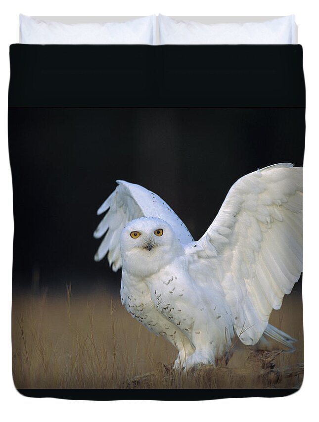 00170506 Duvet Cover featuring the photograph Snowy Owl Adult Circumpolar Species by Tim Fitzharris
