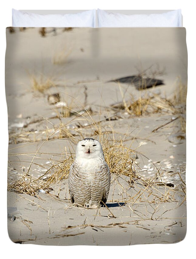 Snowy Owl Duvet Cover featuring the photograph Snowy Owl Breezy Point by Maureen E Ritter