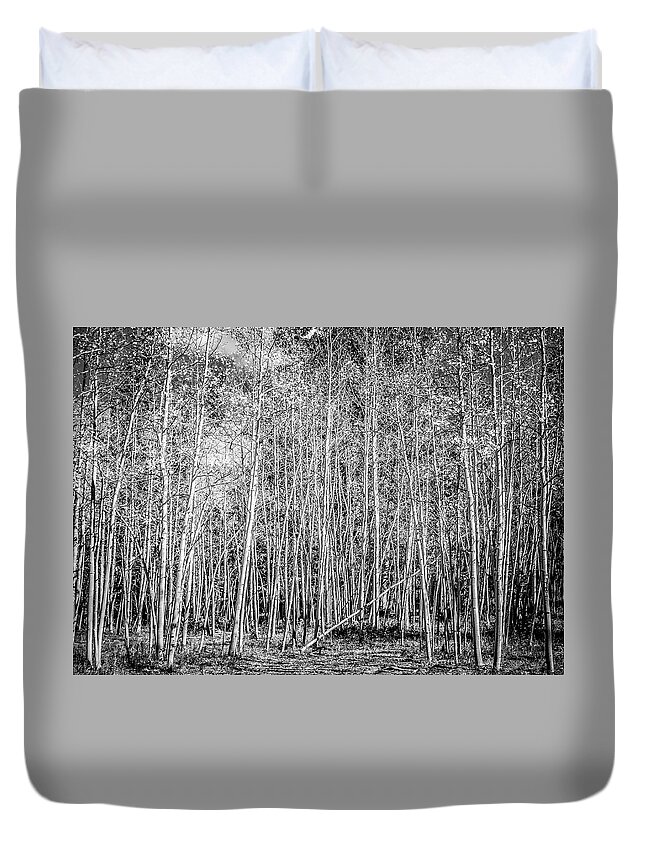  Aspen Duvet Cover featuring the photograph So Many Aspens One Fallen by Marilyn Hunt
