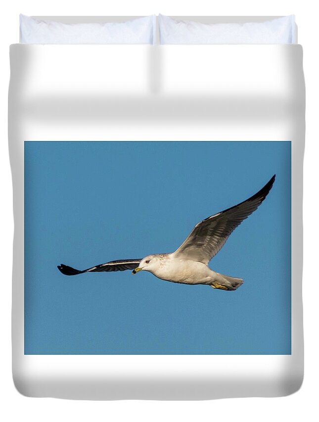 Wildlife Duvet Cover featuring the photograph Soaring Gull by John Benedict
