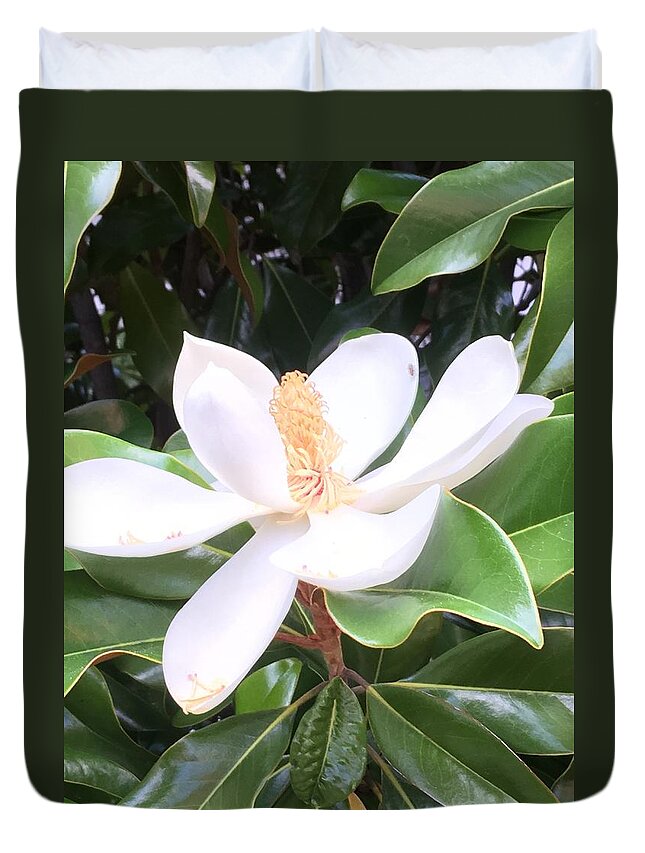 Magnolia Duvet Cover featuring the photograph Soft Magnolia by Pamela Henry