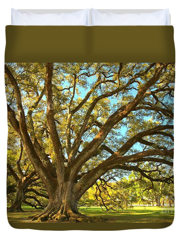 Tunnel Of Oak Trees Duvet Cover featuring the photograph Southern Plantation Oak Trees by Adam Jewell