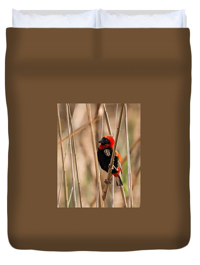 Bird Duvet Cover featuring the photograph Southern Red Bishop by Claudio Maioli