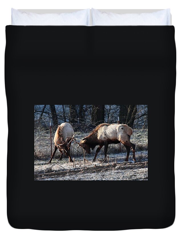Bull Elk Duvet Cover featuring the photograph Sparring Elk in February by Michael Dougherty