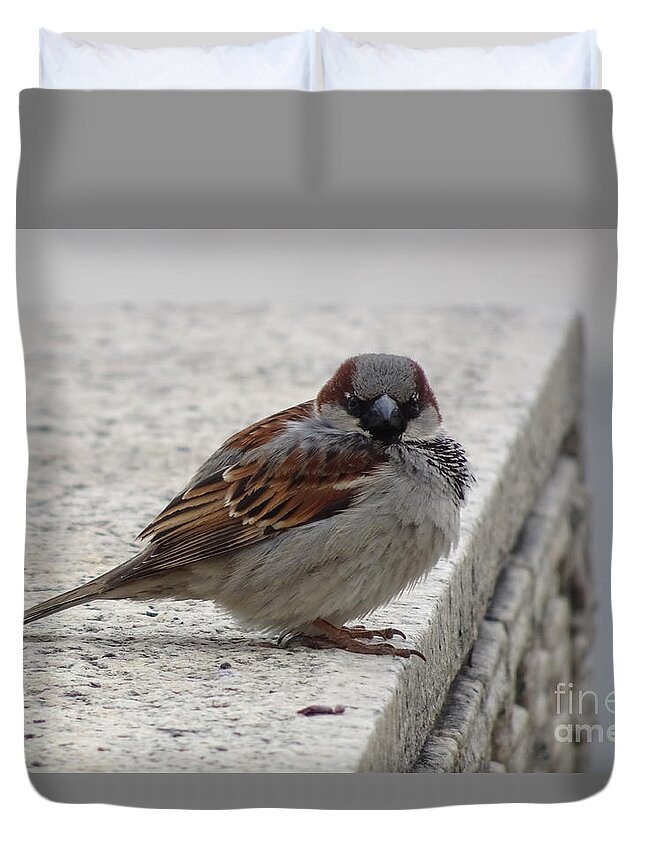 Sparrow Duvet Cover featuring the photograph Sparrow by Angela DeFrias