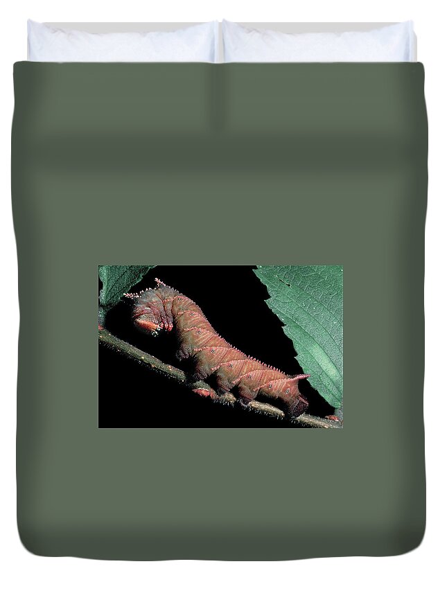 Insects Duvet Cover featuring the photograph Sphinx Moth Caterpillar by Gary Shepard