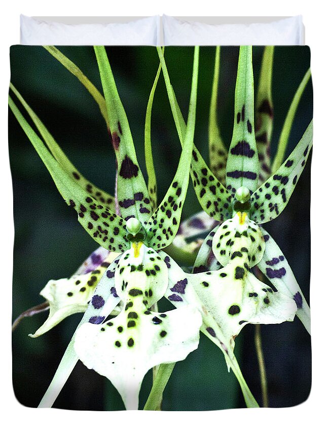 Orchid Duvet Cover featuring the photograph Spider Orchid Brassia by Heiko Koehrer-Wagner