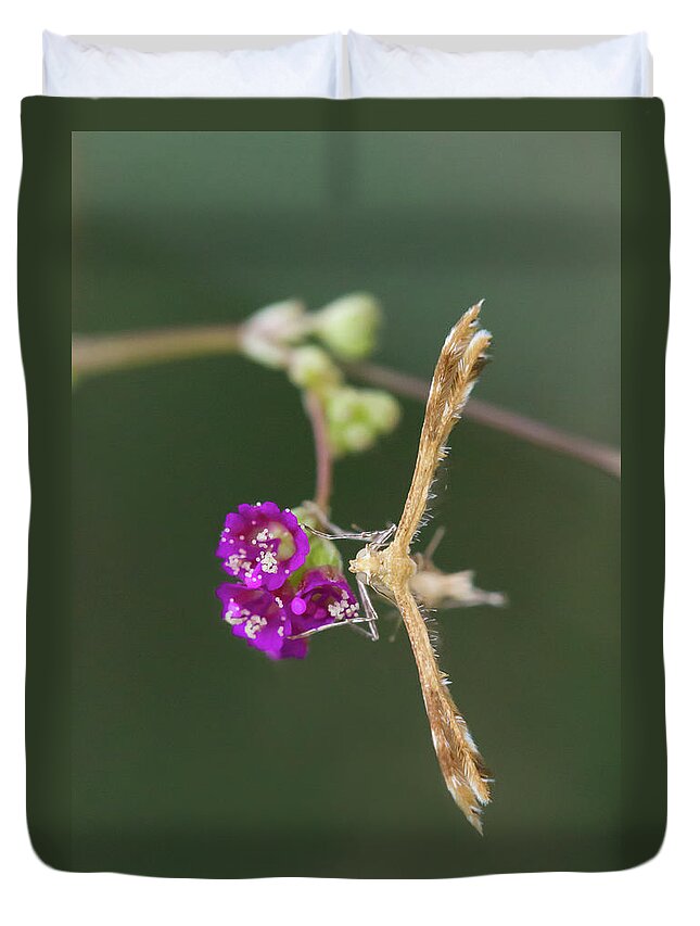 Moth Duvet Cover featuring the photograph Spiderling Plume Moth on Wineflower by Paul Rebmann
