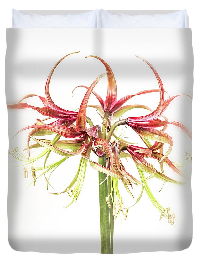 Flower Duvet Cover featuring the photograph Spidery amaryllis called Chico by Usha Peddamatham