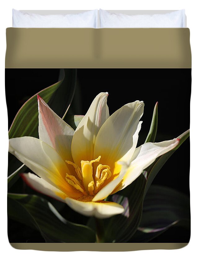 Tulip Duvet Cover featuring the photograph Spiky Tulip by Tammy Pool