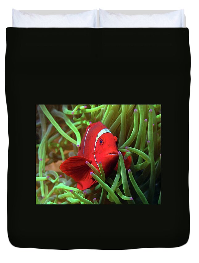 Spinecheek Anemonefish Duvet Cover featuring the photograph Spinecheek Anemonefish, Indonesia 3 by Pauline Walsh Jacobson