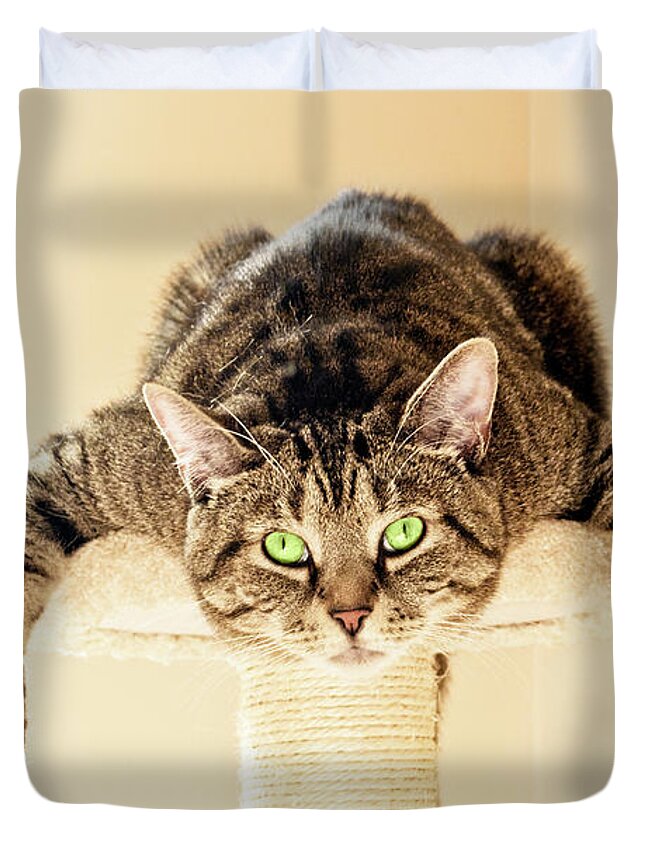Gizmo Duvet Cover featuring the photograph Splat Cat by Terri Waters
