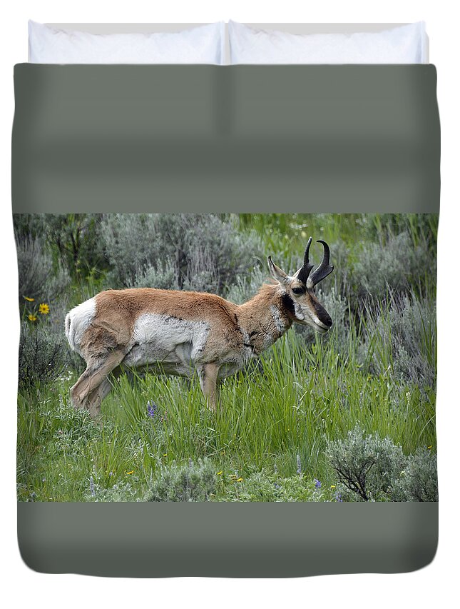 Yellowstone Duvet Cover featuring the photograph Spring Antelope by Bruce Gourley
