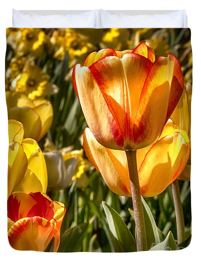 Tulips Duvet Cover featuring the photograph Spring Beauty 1 Tulips Large Canvas Art, Canvas Print, Large Art, Large Wall Decor, Home Decor, by David Millenheft