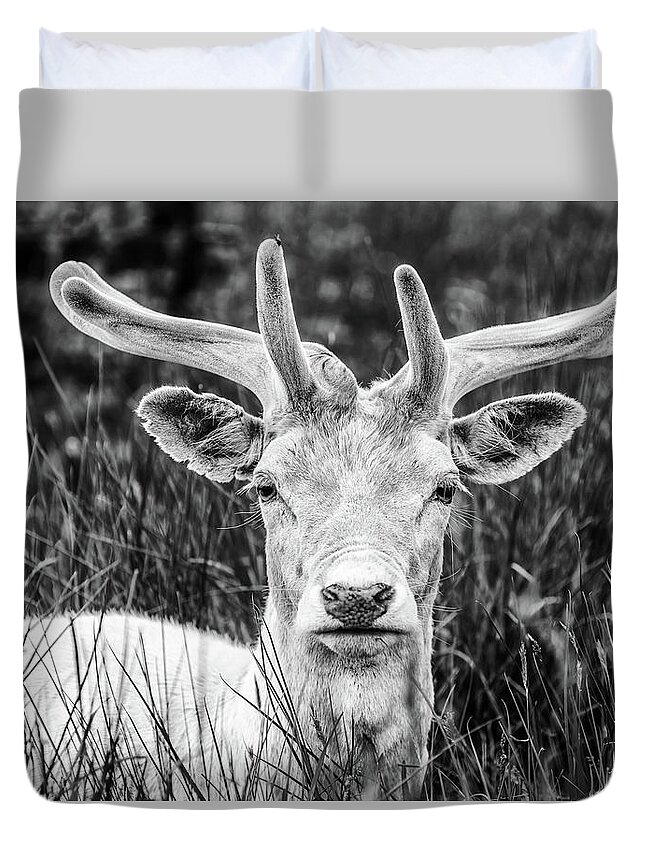 Spring Duvet Cover featuring the photograph Spring Deer by Nick Bywater