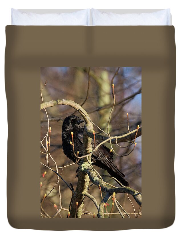 Crow Duvet Cover featuring the photograph Springtime Crow by Bill Wakeley
