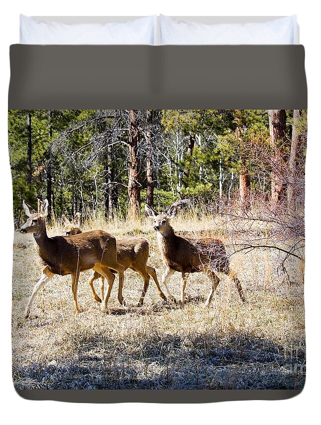 Deer Duvet Cover featuring the photograph Springtime Mule Deer in the Pike National Forest by Steven Krull