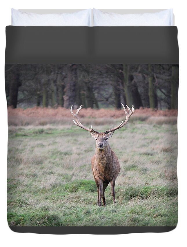 Designs Similar to Stag in Richmond Park