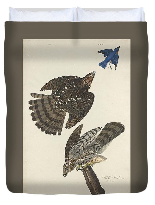 Audubon Duvet Cover featuring the drawing Stanley Hawk by Dreyer Wildlife Print Collections 