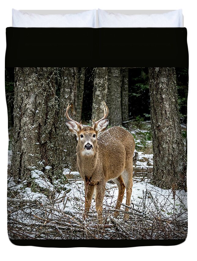 Wildlife Duvet Cover featuring the photograph Staring Buck by Lester Plank