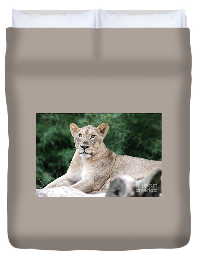 Lion Duvet Cover featuring the photograph Staring by Ed Taylor