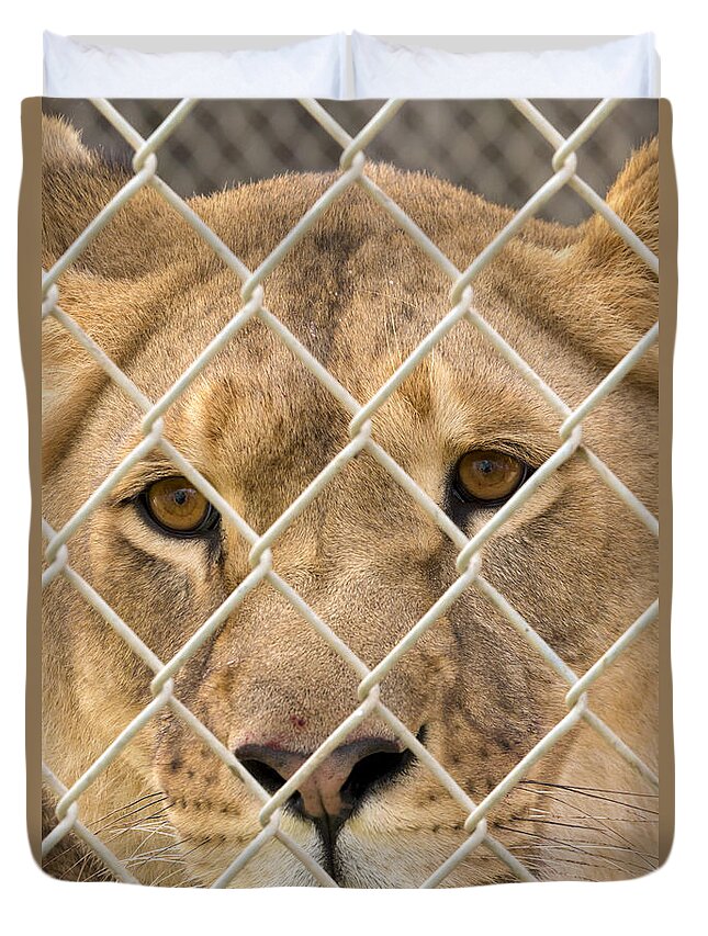 Animal Duvet Cover featuring the photograph Staring Lioness by Travis Rogers