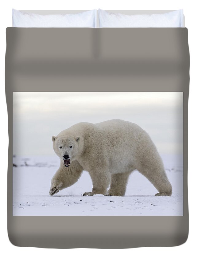 Animal Duvet Cover featuring the photograph Stepping Out in the Arctic by Cheryl Strahl