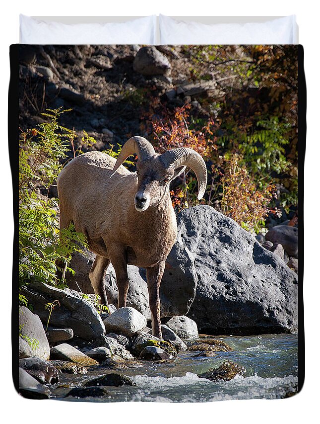 Mark Miller Photos Duvet Cover featuring the photograph Streamside Bighorn Sheep by Mark Miller