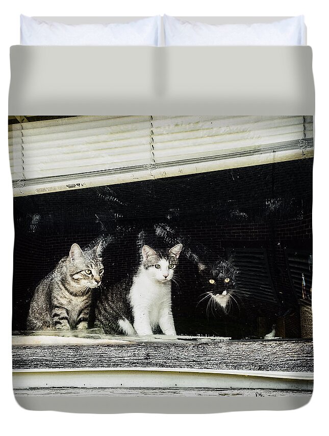 Cats Duvet Cover featuring the photograph Street Viewing by David Kay