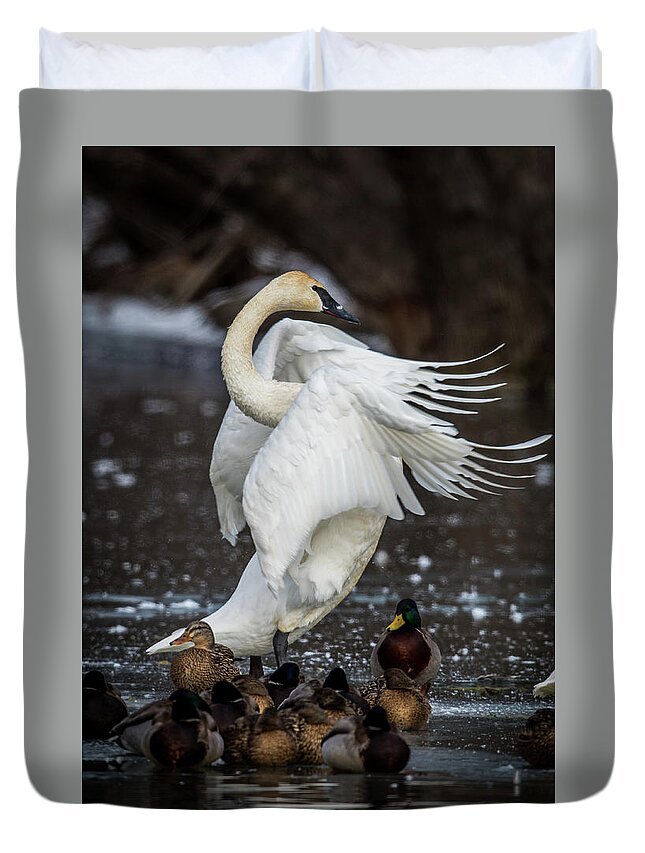 Swan Duvet Cover featuring the photograph Stretching Swan by Paul Freidlund