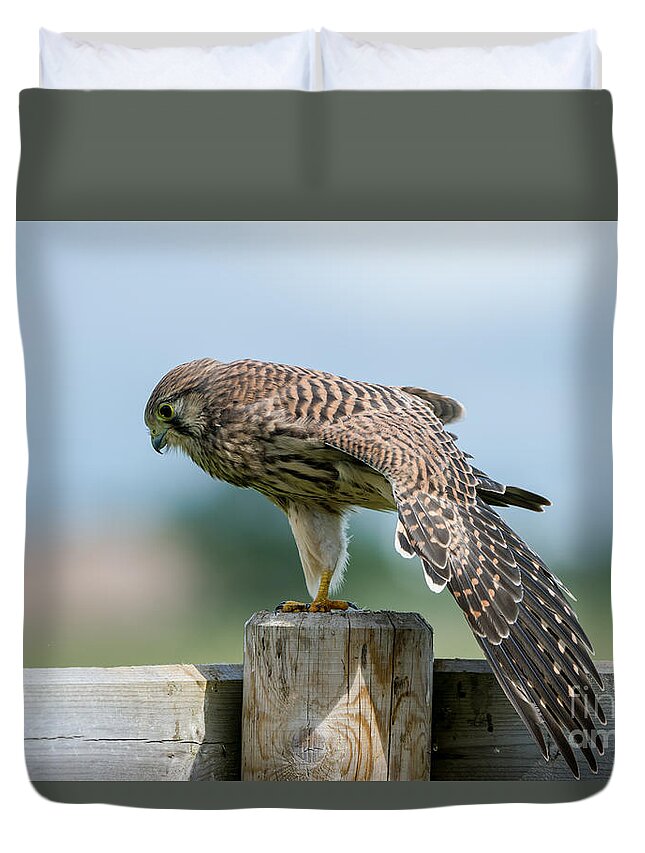 Kestrel's Stretching Duvet Cover featuring the photograph Stretching by Torbjorn Swenelius