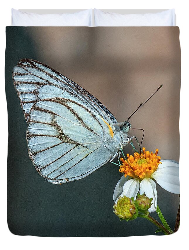 Nature Duvet Cover featuring the photograph Striped Albatross Butterfly DTHN0209 by Gerry Gantt