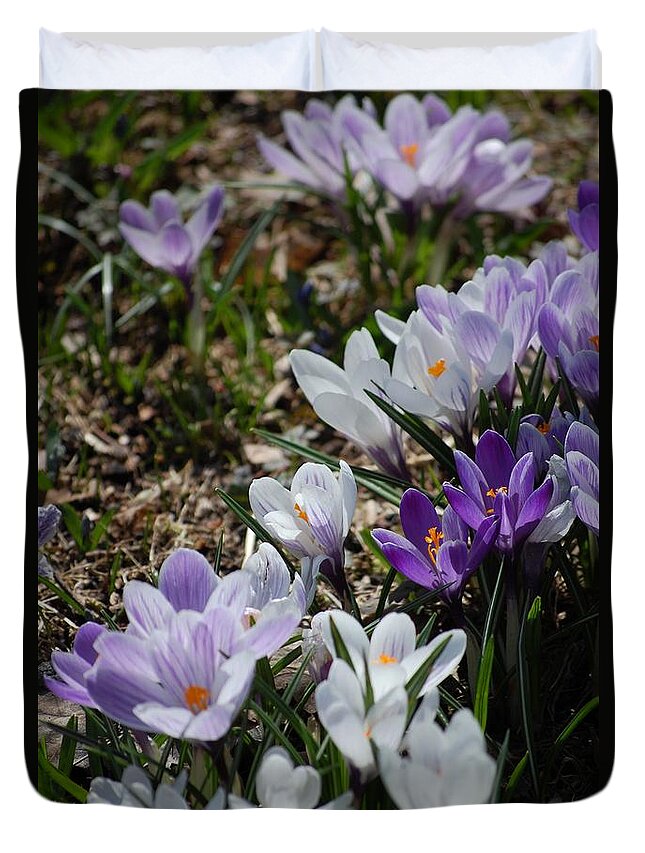 Digital Photography Duvet Cover featuring the photograph Striped Crocus Medley by David Lane
