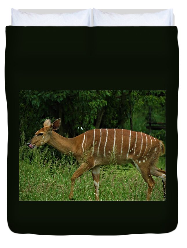 Animals Duvet Cover featuring the photograph Striped Gazelle by Vijay Sharon Govender