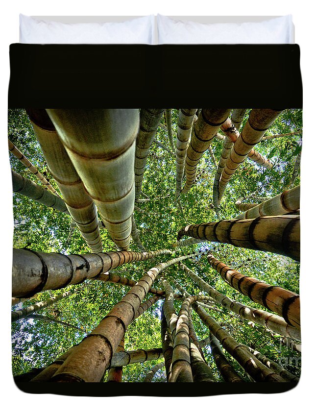 Brasil Duvet Cover featuring the photograph Stunning Bamboo Forest - Color by Carlos Alkmin