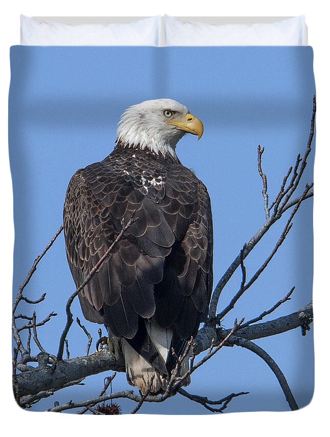 Nature Duvet Cover featuring the photograph Subadult Bald Eagle DRB0254 by Gerry Gantt