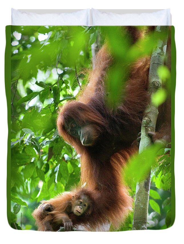 Mp Duvet Cover featuring the photograph Sumatran Orangutan Pongo Abelii Two by Suzi Eszterhas