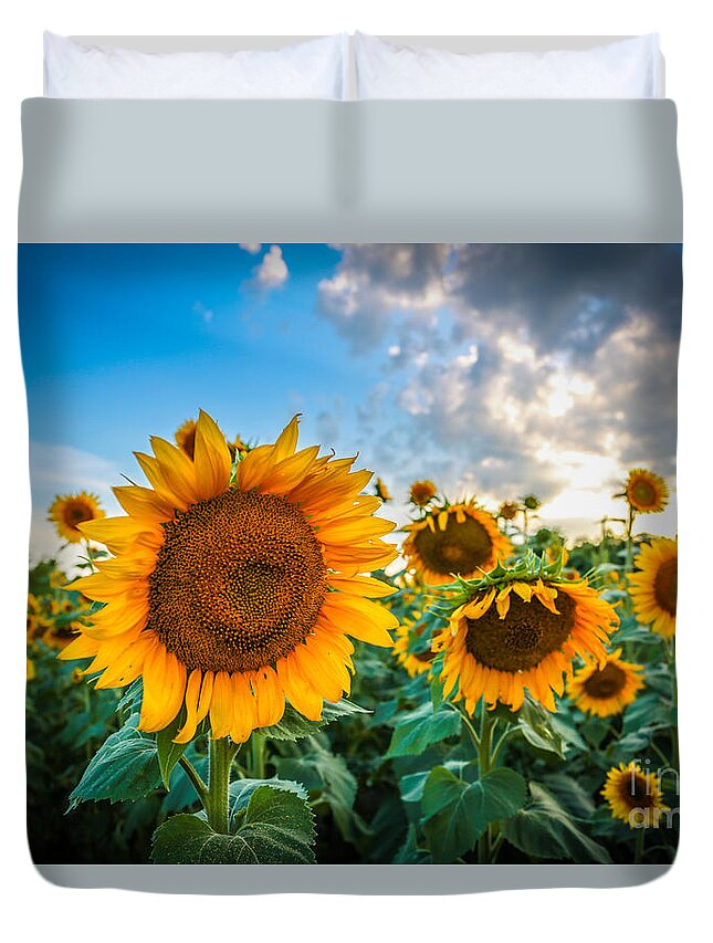 Sunflower Duvet Cover featuring the photograph Sun Flower Glow by Mina Isaac