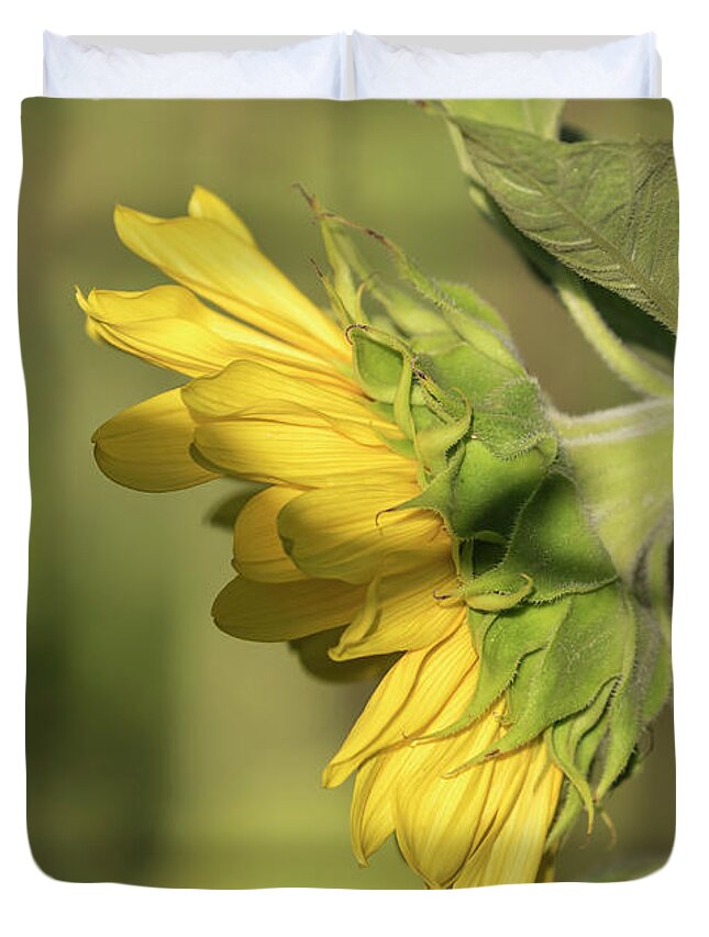 Sunflower Duvet Cover featuring the photograph Sunflower 2016-1 by Thomas Young