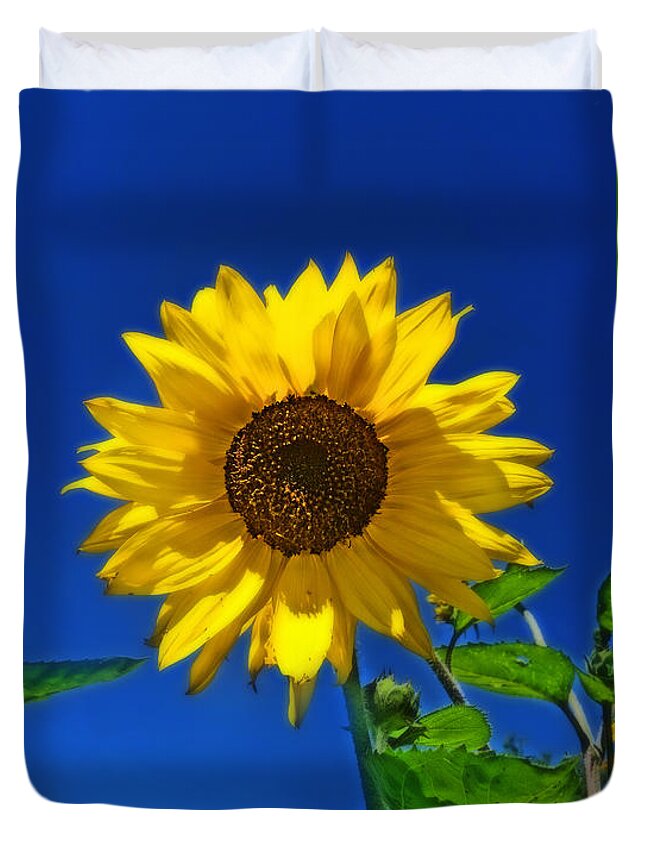 Sunflowers Duvet Cover featuring the photograph Maize 'N Blue by Amanda Smith