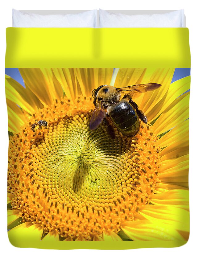 Sunflower Duvet Cover featuring the photograph Sunflower and Bumble Bee Macro by Kathy Clark