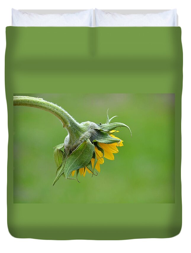 Sunflower Duvet Cover featuring the photograph Simplicity by Carolyn Mickulas