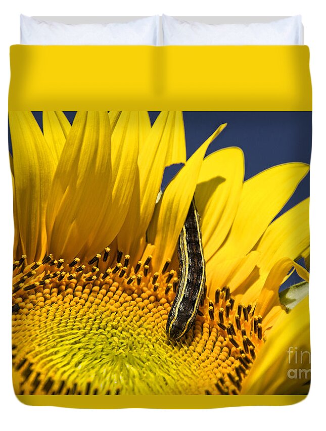 Sunflower Duvet Cover featuring the photograph Sunflower Trespasser by Crystal Nederman