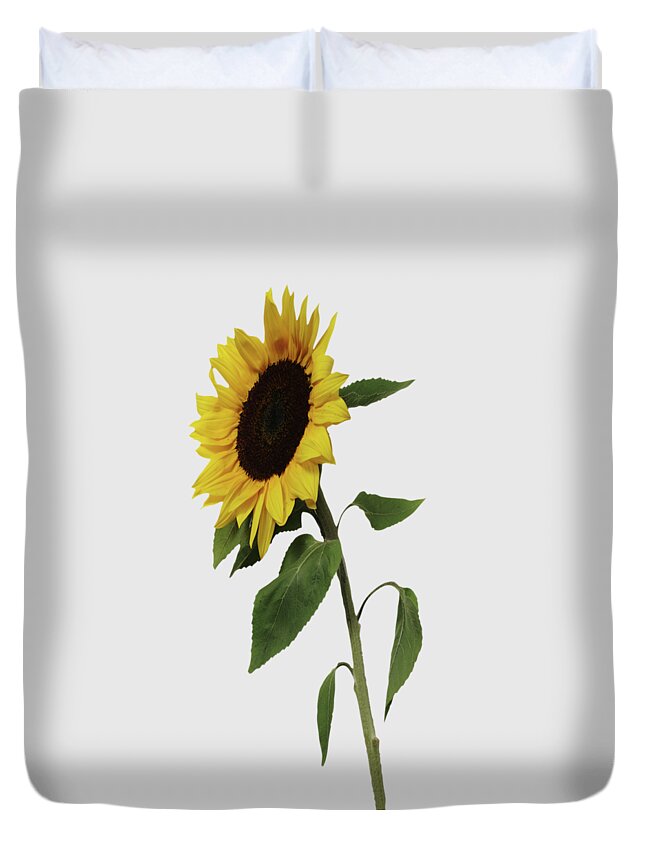 Sunflower Duvet Cover featuring the painting Sunflower Glow by David Dehner