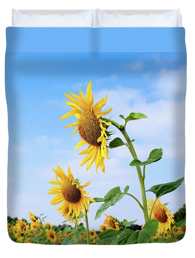 Blue Duvet Cover featuring the photograph Sunflowers Summer by Felices Y Mascotas