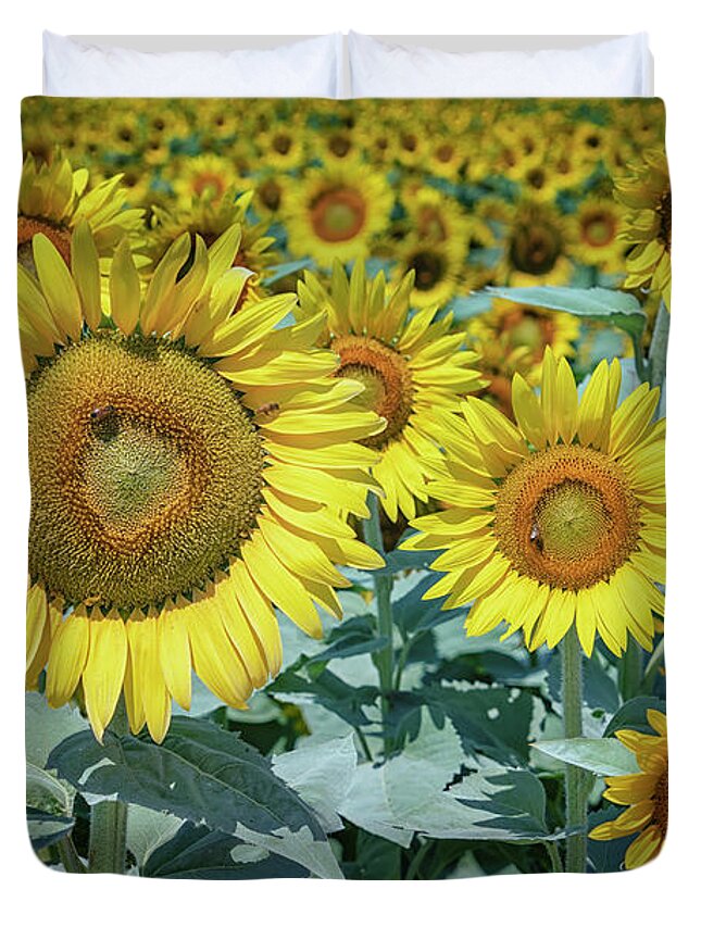 Garden Duvet Cover featuring the photograph Sunflowers Weldon Spring MO GRK8252_07142018 by Greg Kluempers