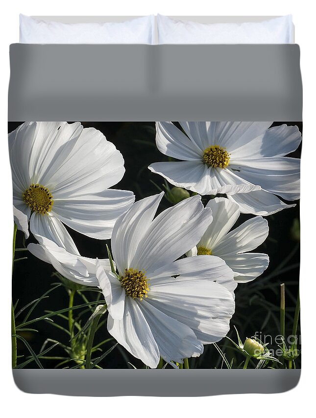 Flower Duvet Cover featuring the photograph Sunlight and White Cosmos by Lili Feinstein
