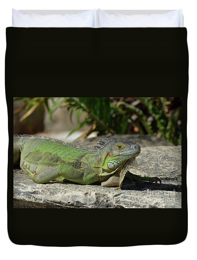 Iguana Duvet Cover featuring the photograph Sunning Green Iguana on a Rock Ledge by DejaVu Designs