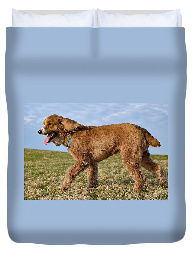 Cockapoo Duvet Cover featuring the photograph Sunny Stroll by Nicole Lloyd